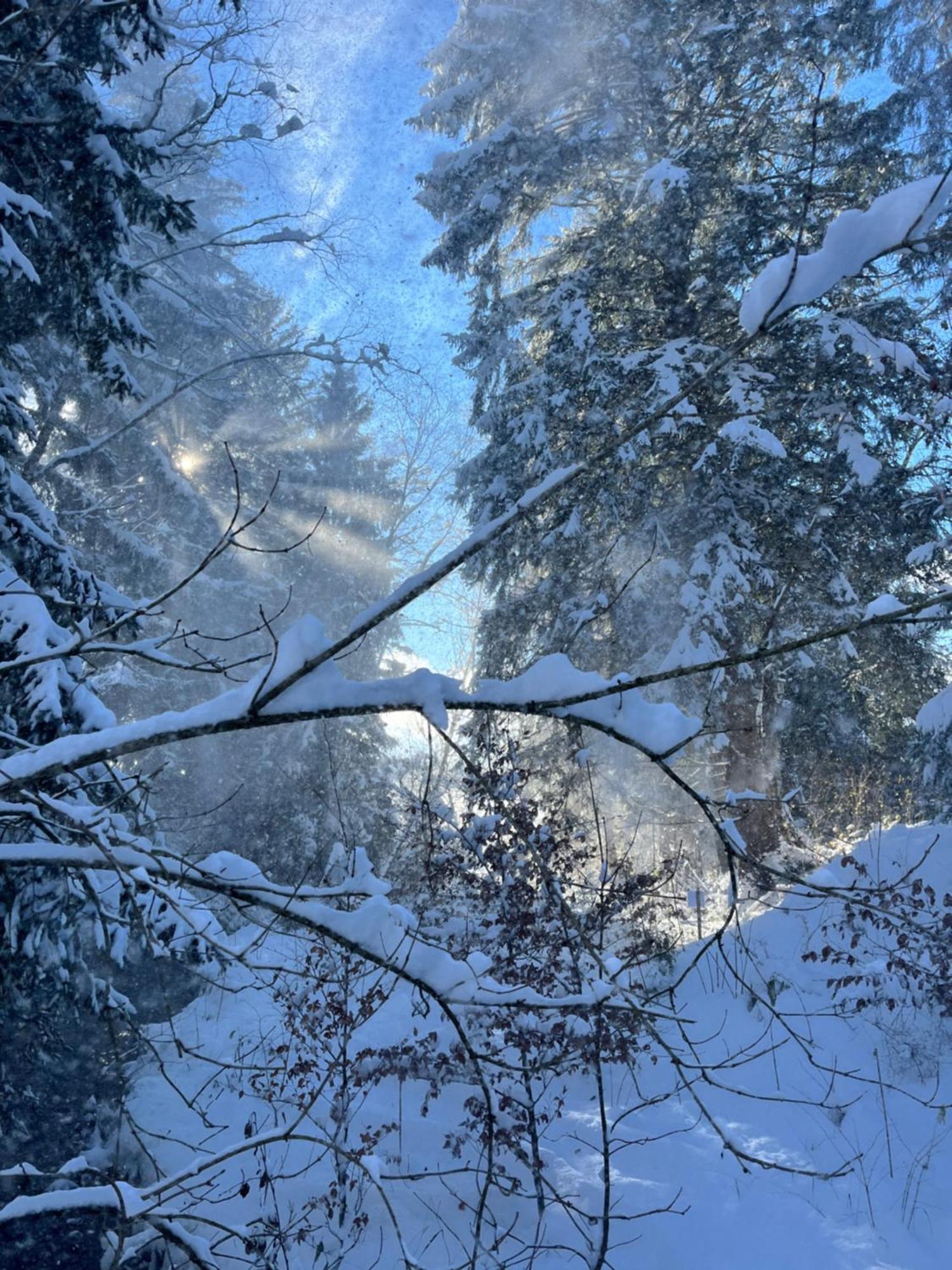 فندق Wald Ist Zukunft Bernbeuren المظهر الخارجي الصورة